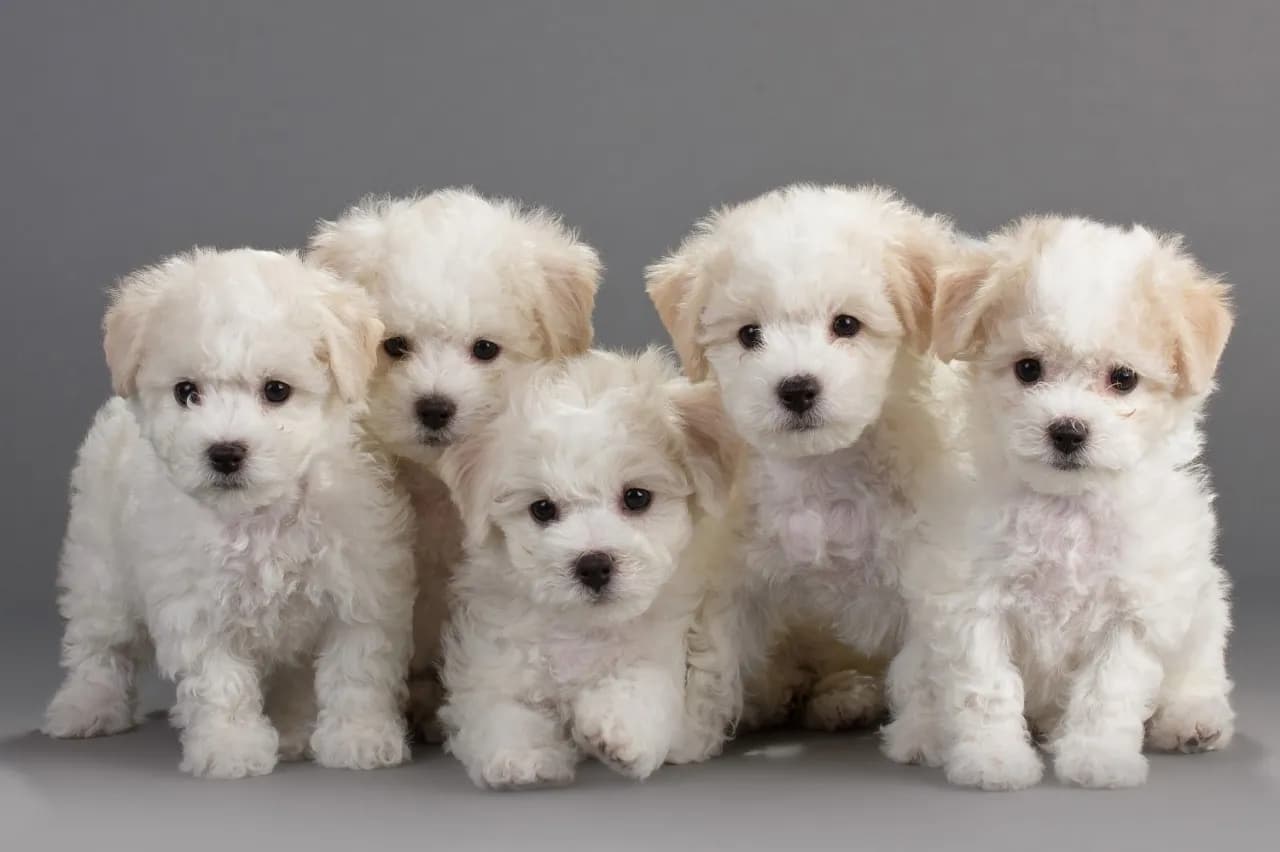 Bichon frise włosy czy sierść? Odkryj prawdę o ich futrze Bichon frise włosy czy sierść? Odkryj prawdę o ich futrze