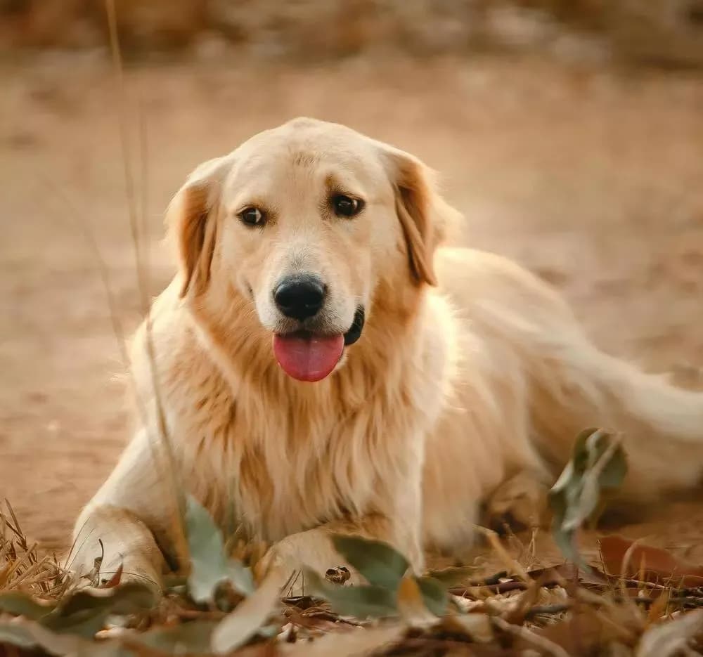 Czy golden retriever gubi sierść? Sprawdź, jak to wygląda w praktyce Czy golden retriever gubi sierść? Sprawdź, jak to wygląda w praktyce