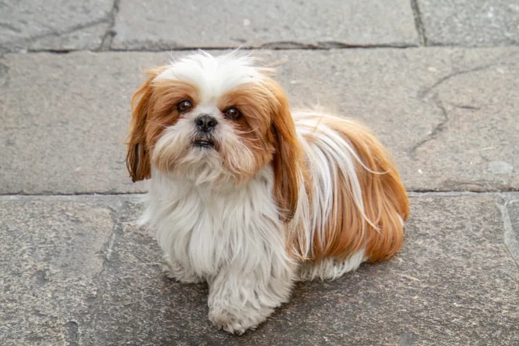 Shih tzu sierść czy włos - odkryj tajemnice pielęgnacji ich futra Shih tzu sierść czy włos - odkryj tajemnice pielęgnacji ich futra