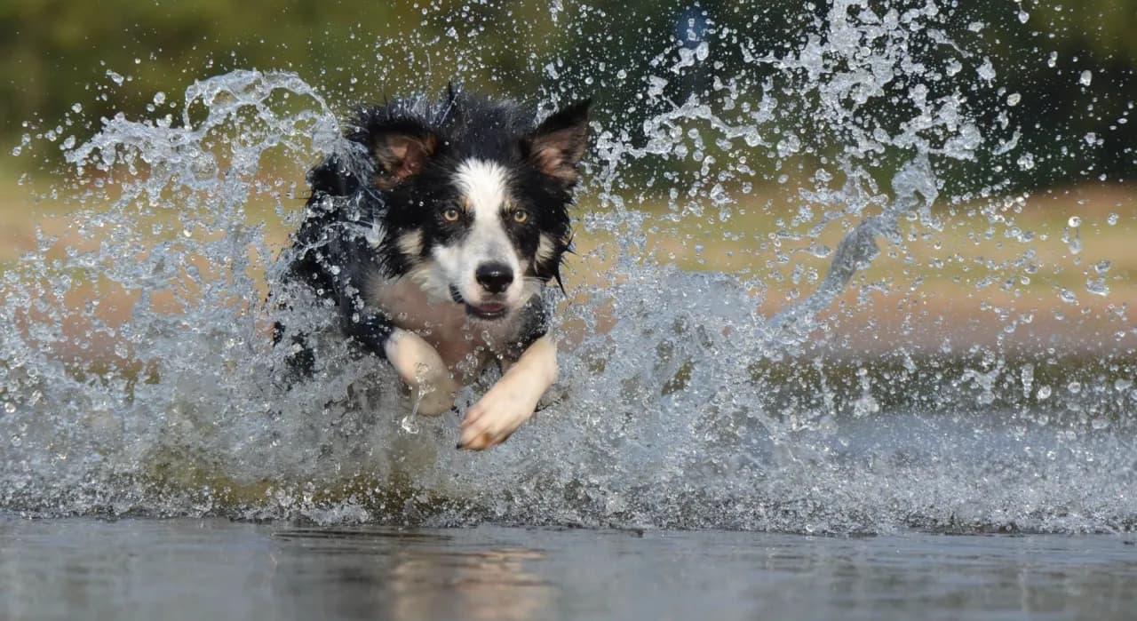 Border Collie: Sierść czy włosy? Kluczowe różnice, które musisz znać Border Collie: Sierść czy włosy? Kluczowe różnice, które musisz znać