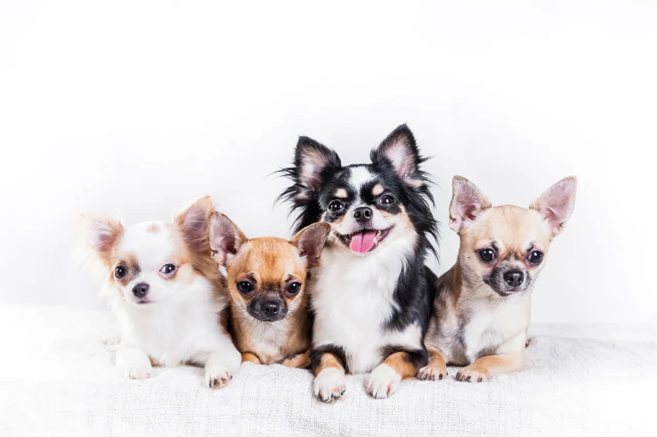 Czy chihuahua ma włosy czy sierść? Odkryj różnice w ich futrze Czy chihuahua ma włosy czy sierść? Odkryj różnice w ich futrze
