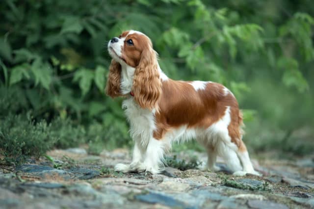 Cavalier ma sierść czy włosy? Odkryj tajemnice pielęgnacji! Cavalier ma sierść czy włosy? Odkryj tajemnice pielęgnacji!