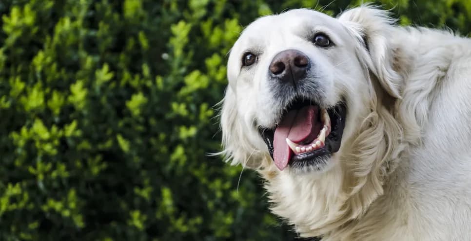 Czy golden retriever ma sierść czy włosy? Odkryj prawdę o jego futrze Czy golden retriever ma sierść czy włosy? Odkryj prawdę o jego futrze