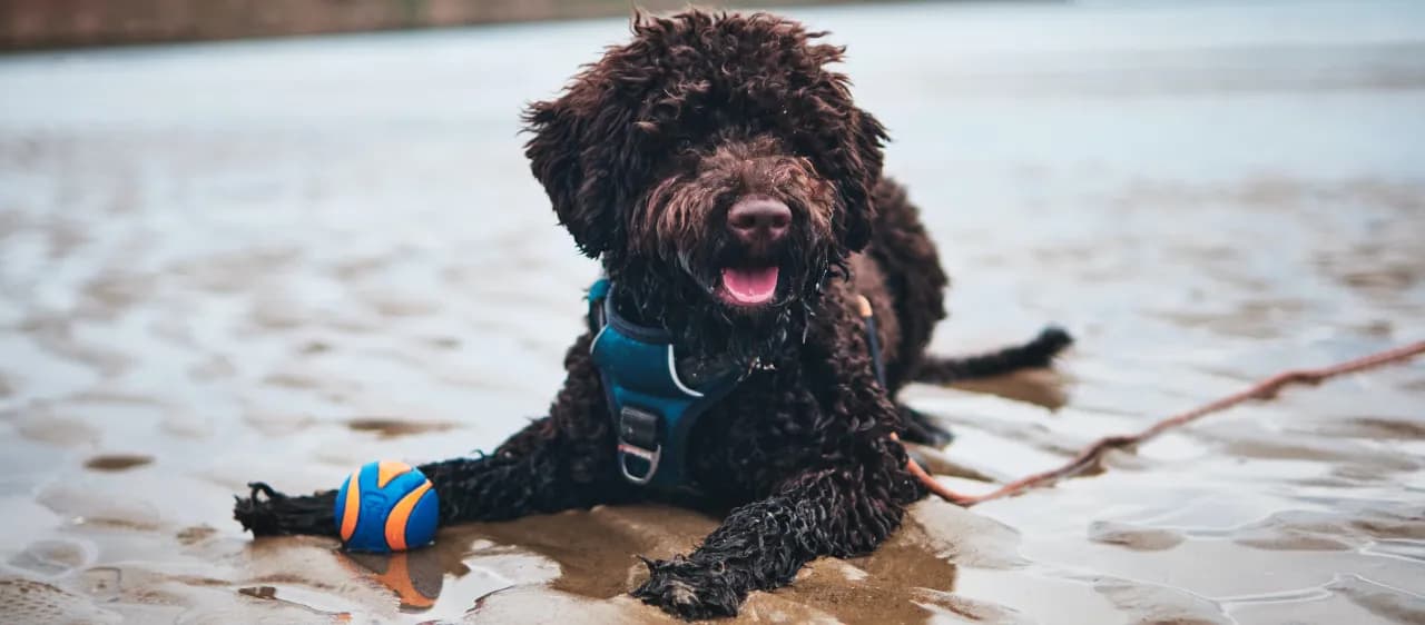 Lagotto Romagnolo sierść czy włos - poznaj prawdę o ich futrze Lagotto Romagnolo sierść czy włos - poznaj prawdę o ich futrze