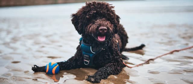 Lagotto Romagnolo sierść czy włos - poznaj prawdę o ich futrze Lagotto Romagnolo sierść czy włos - poznaj prawdę o ich futrze