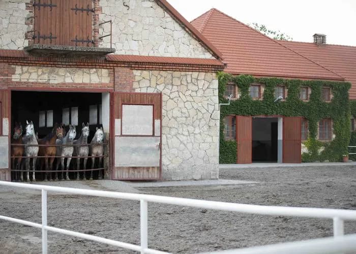 Michałów stadnina - odkryj tajemnice największej hodowli koni arabskich Michałów stadnina - odkryj tajemnice największej hodowli koni arabskich