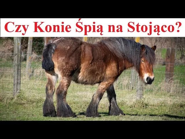 Dlaczego koń śpi na stojąco? Odkryj zaskakujące powody tego zachowania Dlaczego koń śpi na stojąco? Odkryj zaskakujące powody tego zachowania