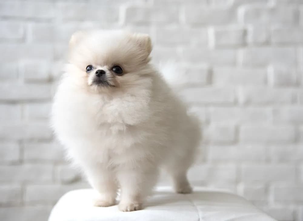 Czy pomeranian ma włosy czy sierść? Odkryj prawdę o pielęgnacji Czy pomeranian ma włosy czy sierść? Odkryj prawdę o pielęgnacji
