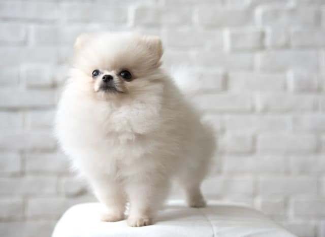 Czy pomeranian ma włosy czy sierść? Odkryj prawdę o pielęgnacji Czy pomeranian ma włosy czy sierść? Odkryj prawdę o pielęgnacji