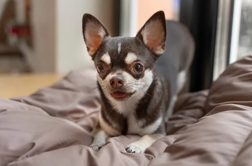 Czy chihuahua gubi sierść? Oto co musisz wiedzieć o pielęgnacji Czy chihuahua gubi sierść? Oto co musisz wiedzieć o pielęgnacji